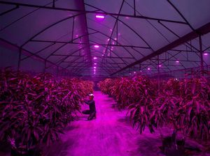 Petani Mangga di Indramayu Pakai Lampu Ultraviolet, Nyalainnya Pakai Hp