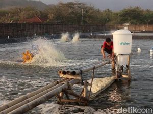 Masa Depan Cerah Petani Ikan di Sukabumi Usai Melek Digital