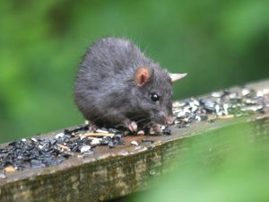 Tikus Biasanya Bersarang di Mana? Ini 6 Tempat Sembunyi & Cara Menemukannya