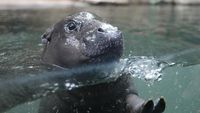 Aksi Gemas Kuda Nil Kerdil Berenang di Kolam Kaca