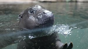 Aksi Gemas Kuda Nil Kerdil Berenang di Kolam Kaca
