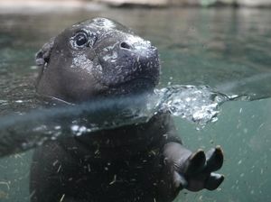 Aksi Gemas Kuda Nil Kerdil Berenang di Kolam Kaca