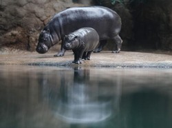 Mengapa Kita Sebaiknya Tenang Saat Berada di Kebun Binatang?
