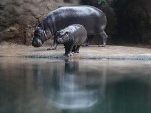 Mengapa Kita Sebaiknya Tenang Saat Berada di Kebun Binatang? Mengapa Kita Sebaiknya Tenang Saat Berada di Kebun Binatang?