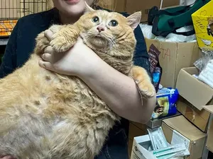 Sedih, Kucing Paling Gemuk di Dunia Mati karena Tumor