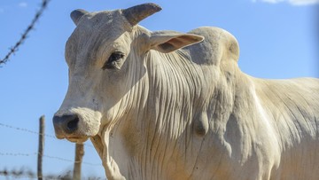 Sapi Kurban di Jaksel Kabur Lalu Kecebur Bekas Kolam Renang Sedalam 5 Meter
