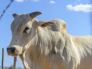 Sapi Kurban di Jaksel Kabur Lalu Kecebur Bekas Kolam Renang Sedalam 5 Meter Sapi Kurban di Jaksel Kabur Lalu Kecebur Bekas Kolam Renang Sedalam 5 Meter