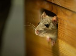 Rumah Bisa Jadi Sarang Tikus Usai Banjir, Cegah dengan 4 Cara Ini!