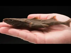 Tak Semua Hiu Ukuran Raksasa, yang Terkecil di Dunia Cuma 20 Cm