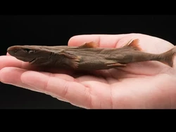 Tak Semua Hiu Ukuran Raksasa, yang Terkecil di Dunia Cuma 20 Cm