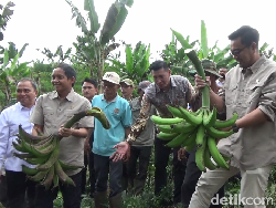 Kementerian Kehutanan Akan Pasok Bahan Program Makan Bergizi Gratis