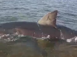 Hiu Putih 3 Meter Terdampar di Pantai Bone Bolango, Warga Ikat Pakai Tali