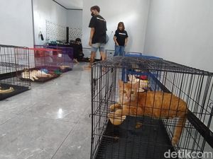 Heboh Wanita Magelang Tinggal Bersama Bangkai Kucing, Begini Endingnya