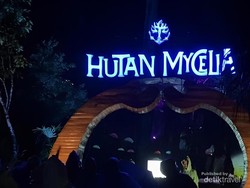 Hutan Mycelia, Negeri Dongeng dari Bandung Saat Malam Tiba