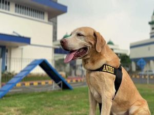 Kenalin Andro, Anjing Pelacak DJBC Veteran Berhasil Deteksi 2,6 Ton Sabu Kenalin Andro, Anjing Pelacak DJBC Veteran Berhasil Deteksi 2,6 Ton Sabu