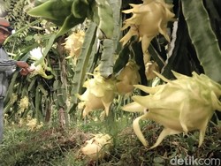 Cara Jitu Obwis di Kuningan Hasilkan Buah Naga Kuning Ukuran Jumbo