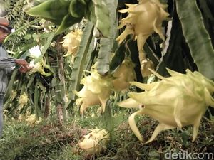Cara Jitu Obwis di Kuningan Hasilkan Buah Naga Kuning Ukuran Jumbo Cara Jitu Obwis di Kuningan Hasilkan Buah Naga Kuning Ukuran Jumbo