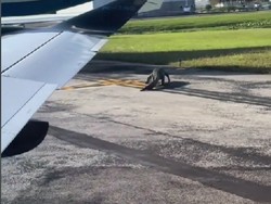 Yang Beda di Florida, Buaya di Landasan Pacu Bandara