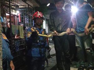 Ular Sanca 2 Meter Muncul di Kamar Mandi, Warga Bogor Panggil Damkar Ular Sanca 2 Meter Muncul di Kamar Mandi, Warga Bogor Panggil Damkar