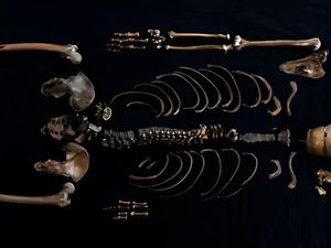 Tes DNA Ungkap Manusia Sumur Benar-benar Ada, Ini Kisahnya