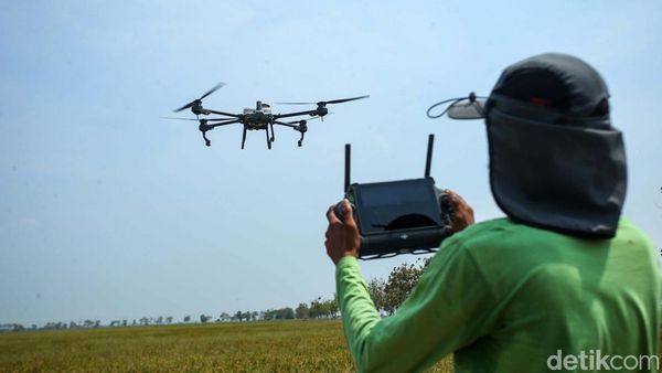 Keren! Petani Subang Gunakan Drone untuk Bunuh Hama Padi