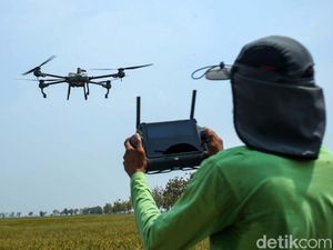 Keren! Petani Subang Gunakan Drone untuk Bunuh Hama Padi