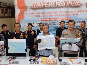 Penyelundupan Benih Lobster Senilai Rp 20 M di Batam Digagalkan, Pelaku Kabur
