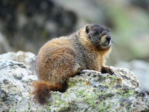 Ternyata Hewan Bisa Merasakan Trauma Masa Kecil, Studi Ini Ungkap Buktinya Ternyata Hewan Bisa Merasakan Trauma Masa Kecil, Studi Ini Ungkap Buktinya