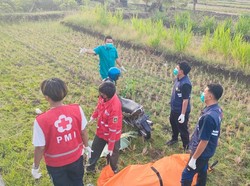 Mayat Lansia Tergeletak di Sawah Kulon Progo, Ternyata Korban Kecelakaan
