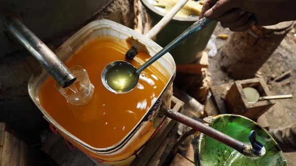 Melihat Produksi Minyak Atsiri untuk Kosmetik dan Parfum