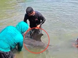 Lumba-lumba Terdampar di Perairan Suppa Pinrang, Polairud Evakuasi