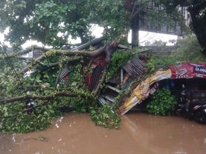 Pohon Tumbang Akibat Angin Kencang Timpa Warung dan 3 Motor di Bogor