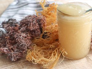 5 Fakta Sea Moss, Lumut Laut Rahasia Kecantikan Supermodel Bella Hadid 5 Fakta Sea Moss, Lumut Laut Rahasia Kecantikan Supermodel Bella Hadid