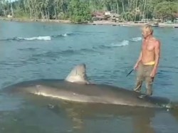 Video: Penampakan Hiu Putih Sepanjang 3 Meter Terdampar di Bone Bolango