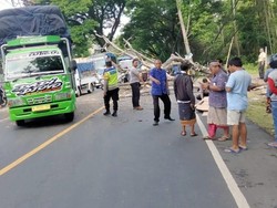 Pengendara Motor Tewas Tertimpa Pohon di Jalan Denpasar-Gilimanuk