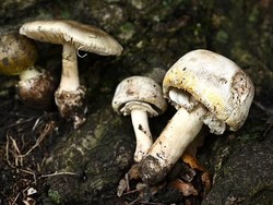 Jamur Ini Paling Beracun, Pernah Jadi Alat Pembunuhan