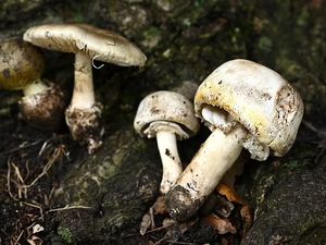 Jamur Ini Paling Beracun, Pernah Jadi Alat Pembunuhan Jamur Ini Paling Beracun, Pernah Jadi Alat Pembunuhan