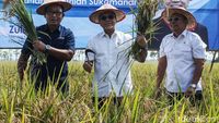 Turun ke Sawah, Menko Pangan Zulhas Panen Padi di Subang