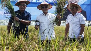 Turun ke Sawah, Menko Pangan Zulhas Panen Padi di Subang