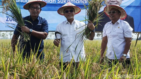 Turun ke Sawah, Menko Pangan Zulhas Panen Padi di Subang