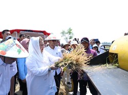 Panen Padi Biosalin, Wali Kota Ungkap Potensi Pertanian Semarang