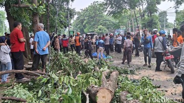 Kesaksian Warga Bogor soal Pohon Tumbang Timpa Pemotor hingga Tewas