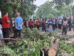 Kesaksian Warga Bogor soal Pohon Tumbang Timpa Pemotor hingga Tewas