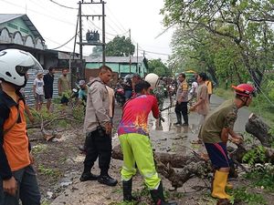 Pemotor Tewas Tertimpa Pohon Tumbang di Sumberlawang Sragen