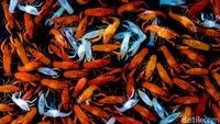 Geliat Pasar Ikan Hias yang Tak Pernah Sepi