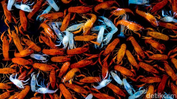 Geliat Pasar Ikan Hias yang Tak Pernah Sepi