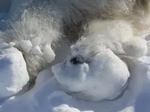 Kasihan, Kaki Beruang Kutub Luka-luka dan Tak Bisa Jalan Gara-gara Es Mencair
