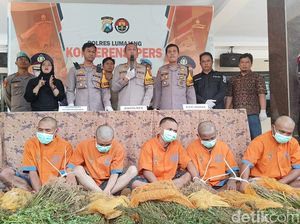 Ladang Ganja Kembali Ditemukan di Lereng Semeru, 4.495 Tanaman Diamankan Ladang Ganja Kembali Ditemukan di Lereng Semeru, 4.495 Tanaman Diamankan