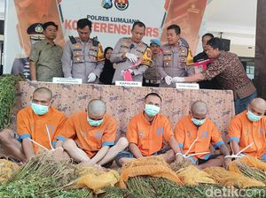 Penemuan 5 Titik Ladang Ganja di Lereng Semeru, 2 Tersangka Diringkus Penemuan 5 Titik Ladang Ganja di Lereng Semeru, 2 Tersangka Diringkus