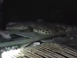 BPBD Sebut Sungai Medokan Semampir Habitat Buaya, Warga Diimbau Waspada